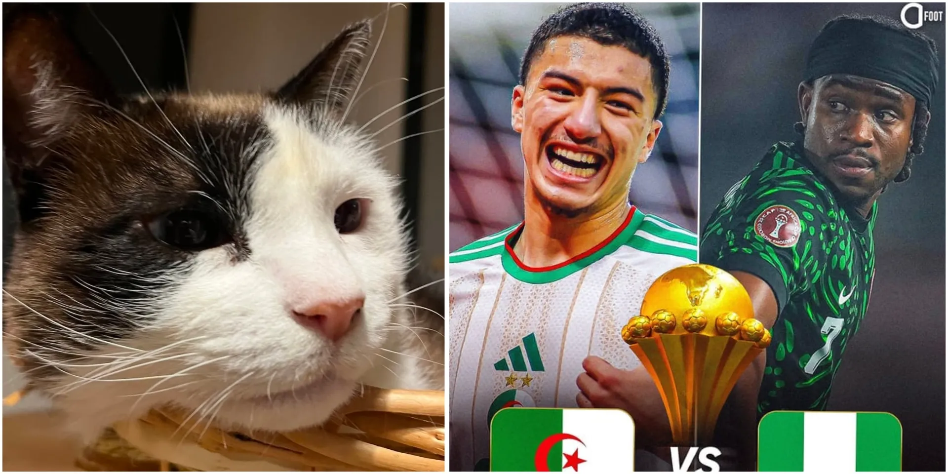 #AFCON: After correctly forecasting all 8 Round of 16 matches, viral cat drops unexpected predictions for Nigeria vs Algeria, other quarter-final matches (Video)