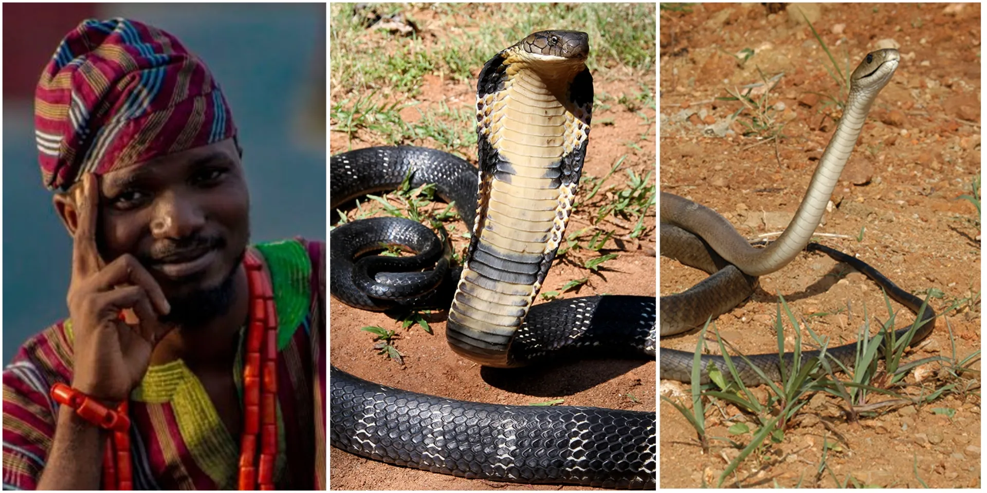 “Keep them in mind”: Snake expert mentions 7 things to immediately do when bitten by snake